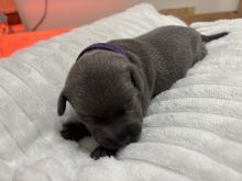 Beautiful Blue Staff Pups Image eClassifieds4u 2