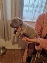 Beautiful playful Blue Staffy puppies - Image eClassifieds4u 2
