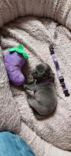 Charming Staffordshire bull terrier puppies Image eClassifieds4u 1