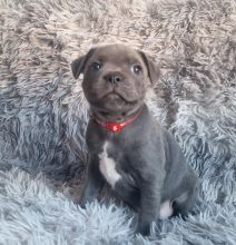 lovely Staffordshire bull terrier pups Image eClassifieds4u 2