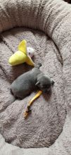 Staffordshire bull terrier puppies Image eClassifieds4u 3