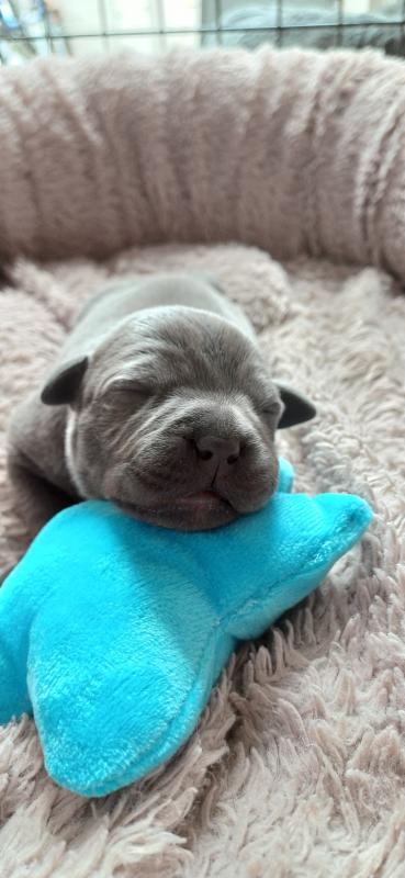 Quality Staffordshire bull terrier puppies Image eClassifieds4u