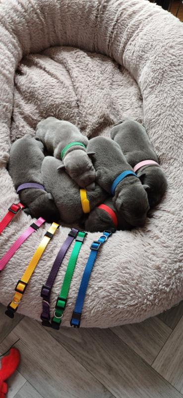 Quality Staffordshire bull terrier puppies Image eClassifieds4u