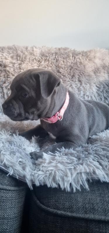 Staffordshire Bull terier boy and girl Image eClassifieds4u