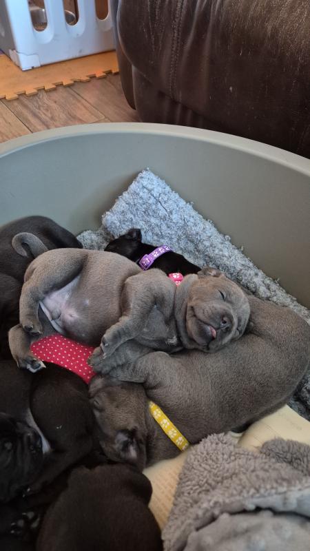 Staffordshire bull terrier puppies Image eClassifieds4u