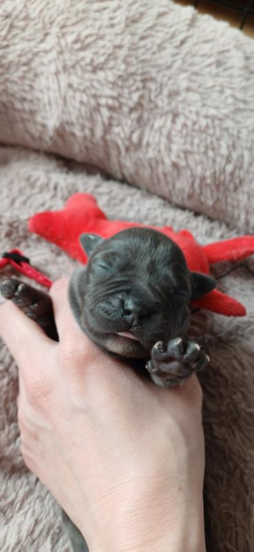 Staffordshire bull terrier puppies Image eClassifieds4u