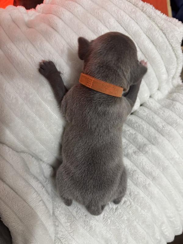 top Quality Staffordshire bull terrier puppies Image eClassifieds4u