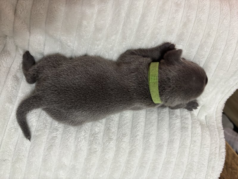 top Quality Staffordshire bull terrier puppies Image eClassifieds4u