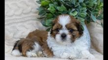 Lovely Male and Female Shih Tzu Puppies Available 💕Delivery Available🌎