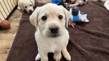 Awesome Labrador Retriever Puppies Available 💕Delivery Available🌎