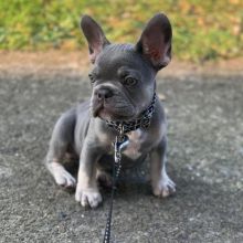 French bulldog puppies for adoption