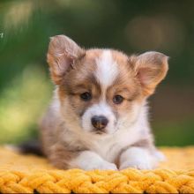 pembroke welsh corgi puppy for adoption (delivery is possible)