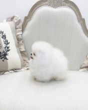 tea cup pomeranian puppies available for adoption