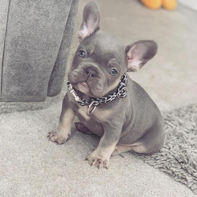 French bulldog puppies for adoption Image eClassifieds4u