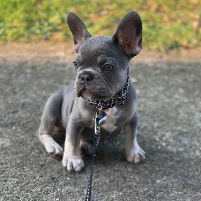 French bulldog puppies for adoption Image eClassifieds4u