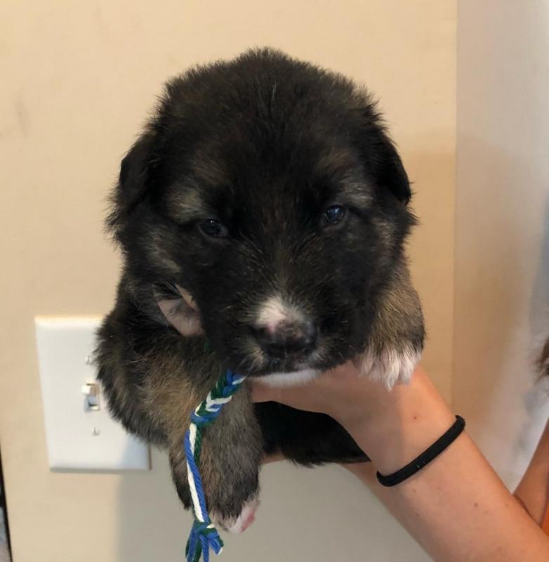 german shepherd puppies for adoption Image eClassifieds4u