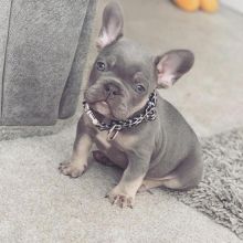 French bulldog puppies for adoption Image eClassifieds4u 2