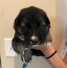 german shepherd puppies for adoption Image eClassifieds4u 2