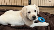 Male and Female Labrador Retriever Puppies 💕Delivery Available🌎 Image eClassifieds4u 1