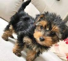 Male and Female Yorkie Puppies Available 💕Delivery Available🌎 Image eClassifieds4u 2