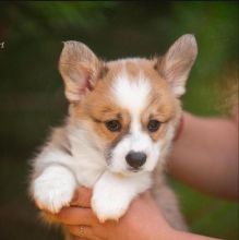 pembroke welsh corgi puppy for adoption (delivery is possible) Image eClassifieds4u 2