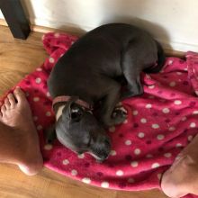Pitbull puppies ready for adoption Image eClassifieds4u 2