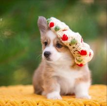 Welsh corgi puppies for free adoption available Image eClassifieds4u 3