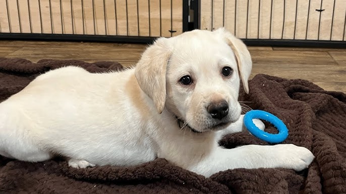 Male and Female Labrador Retriever Puppies 💕Delivery Available🌎 Image eClassifieds4u