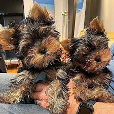 Male and Female Yorkie Puppies Available 💕Delivery Available🌎 Image eClassifieds4u