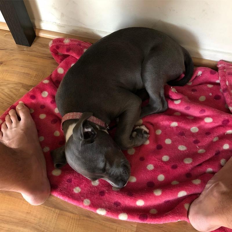 Pitbull puppies ready for adoption Image eClassifieds4u
