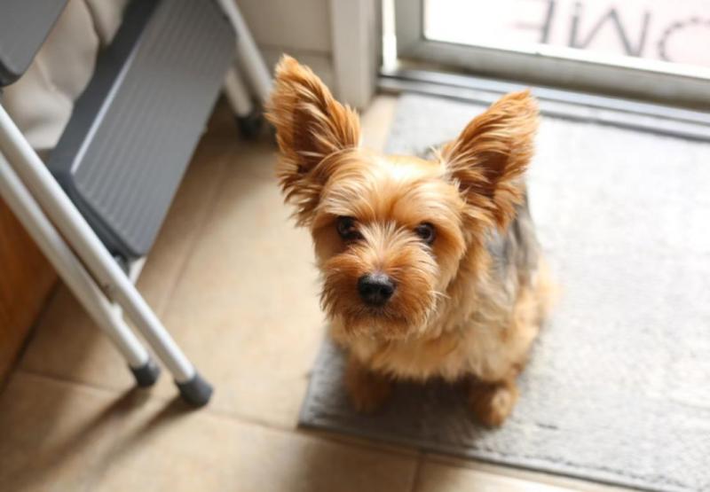 Yorshire puppies for adoption available Image eClassifieds4u