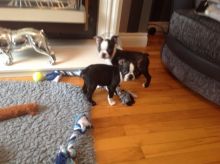 Ready to go Cute Boston Terrier puppies for your homes