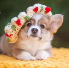Welsh corgi puppies available for adoption