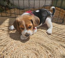 Adorable beagle puppies available for adoption Image eClassifieds4u 2
