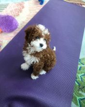 Cavapoo puppies for adoption in a new home Image eClassifieds4u 1