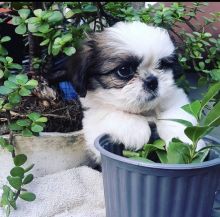 Shitzu puppies going out for adoption Image eClassifieds4u 1