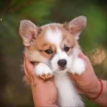 Welsh corgi puppies for free adoption Image eClassifieds4u 3