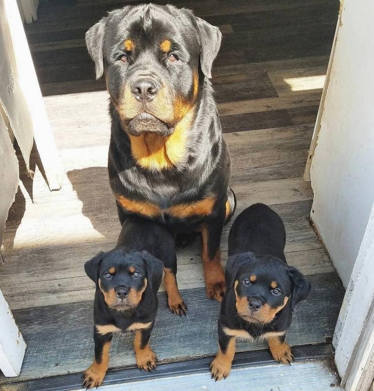 Rottweiler puppies for adoption Image eClassifieds4u