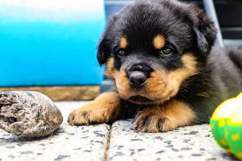 Rottweiler puppies for adoption Image eClassifieds4u