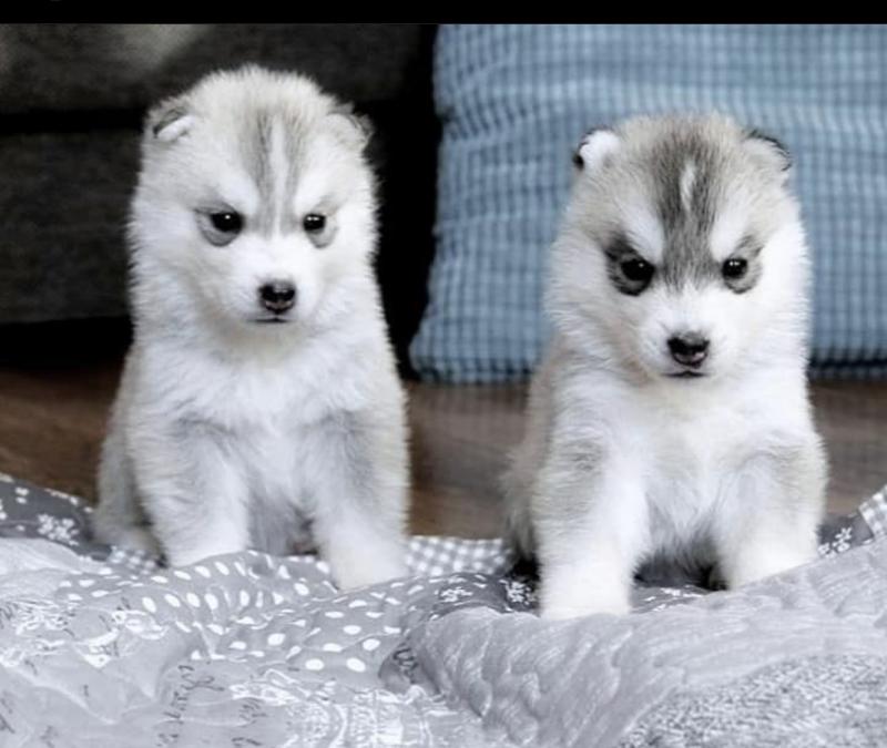 Siberian husky puppies for free adoption Image eClassifieds4u
