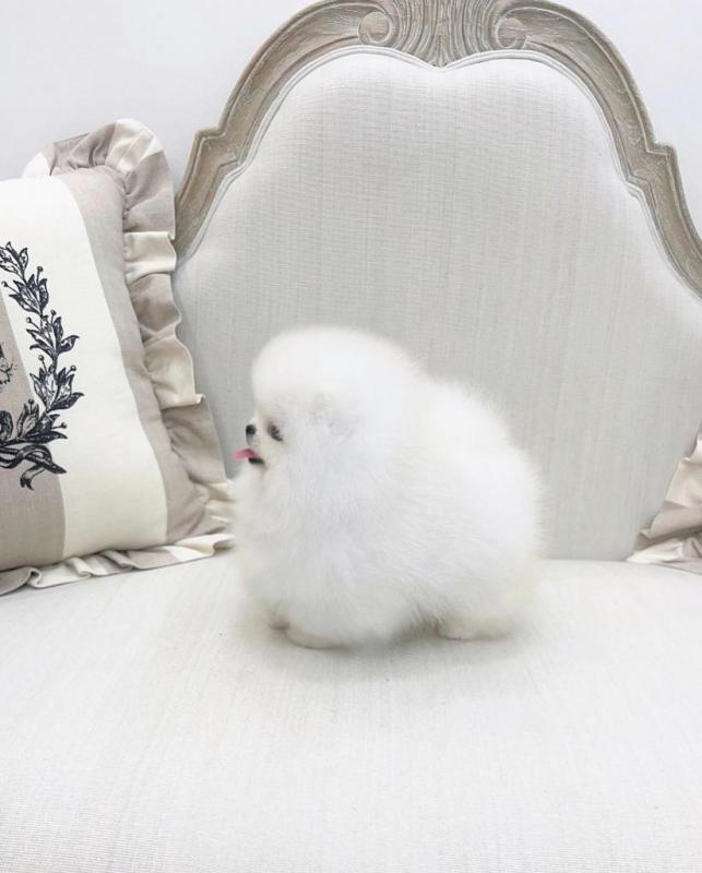 tea cup pomeranian puppies available for adoption Image eClassifieds4u