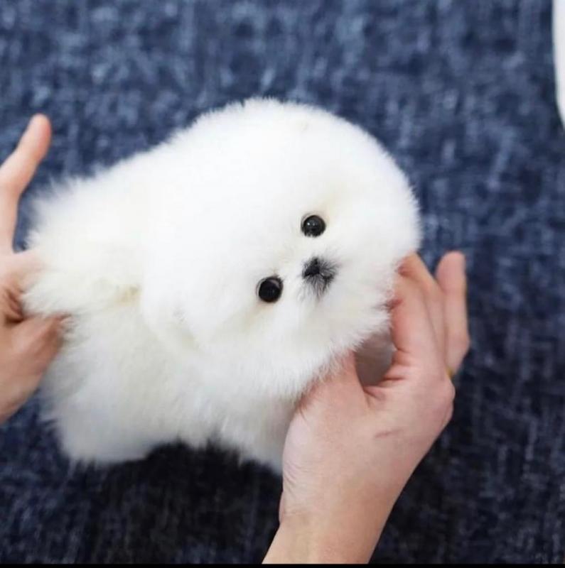 Tea cup Pomeranian puppies now available for luxury pet lovers Image eClassifieds4u