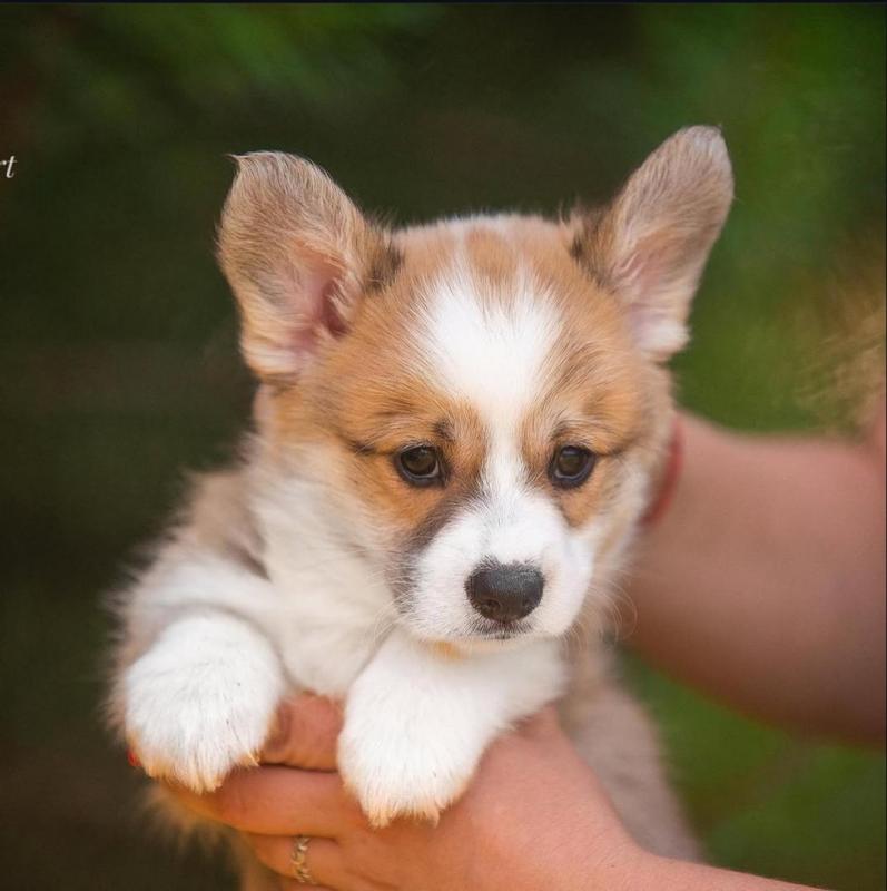 Welsh corgi puppies available for adoption Image eClassifieds4u