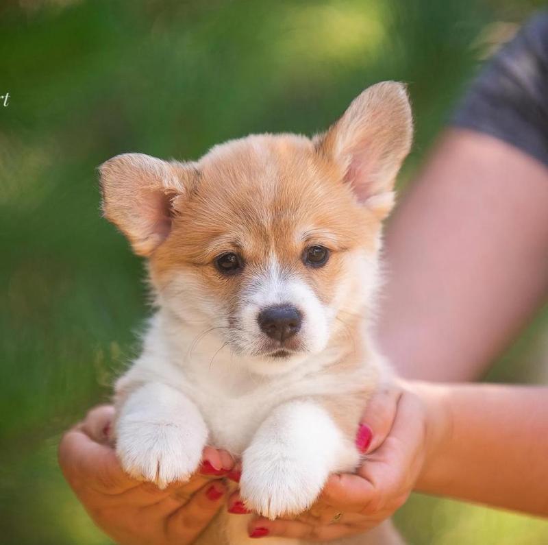 Welsh corgi puppies for free adoption Image eClassifieds4u