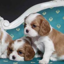 Adorable Cavalier King Charles Spaniel Puppies Available 💕Delivery Available🌎