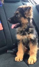 Beautiful German Shepherd Puppies for Adoption 💕Delivery Available🌎