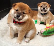 Beautiful Shiba Inu puppies Available 💕Delivery possible🌎