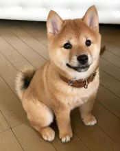 Beautiful Shiba Inu puppies Available 💕Delivery possible🌎