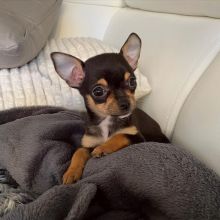 Chihuahua puppies available for adoption
