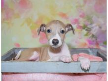 CKC registered Italian Greyhound puppies available 💕Delivery possible🌎